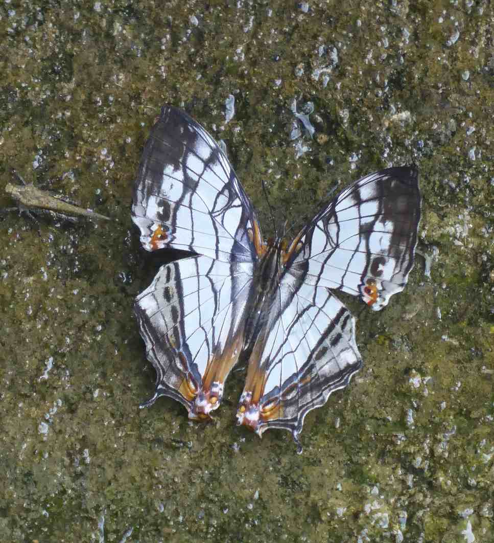 Cyrestis thyodamas formosana Cyrestis thyodamas formosana
